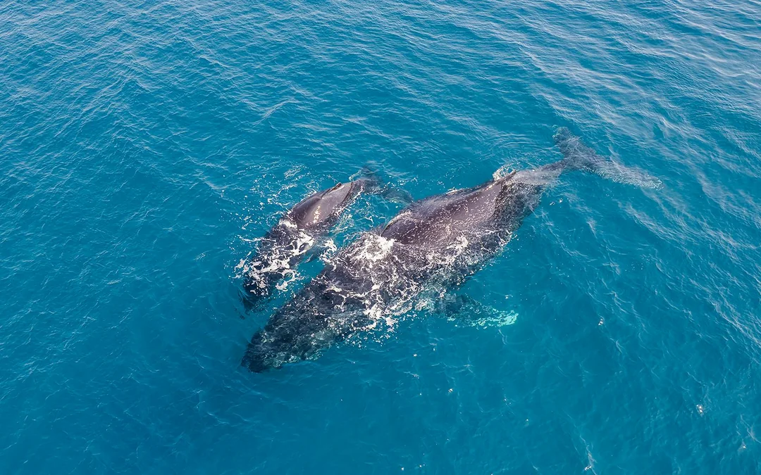 Calheta Shared Yacht Dolphin & Whale Watching Image 5
