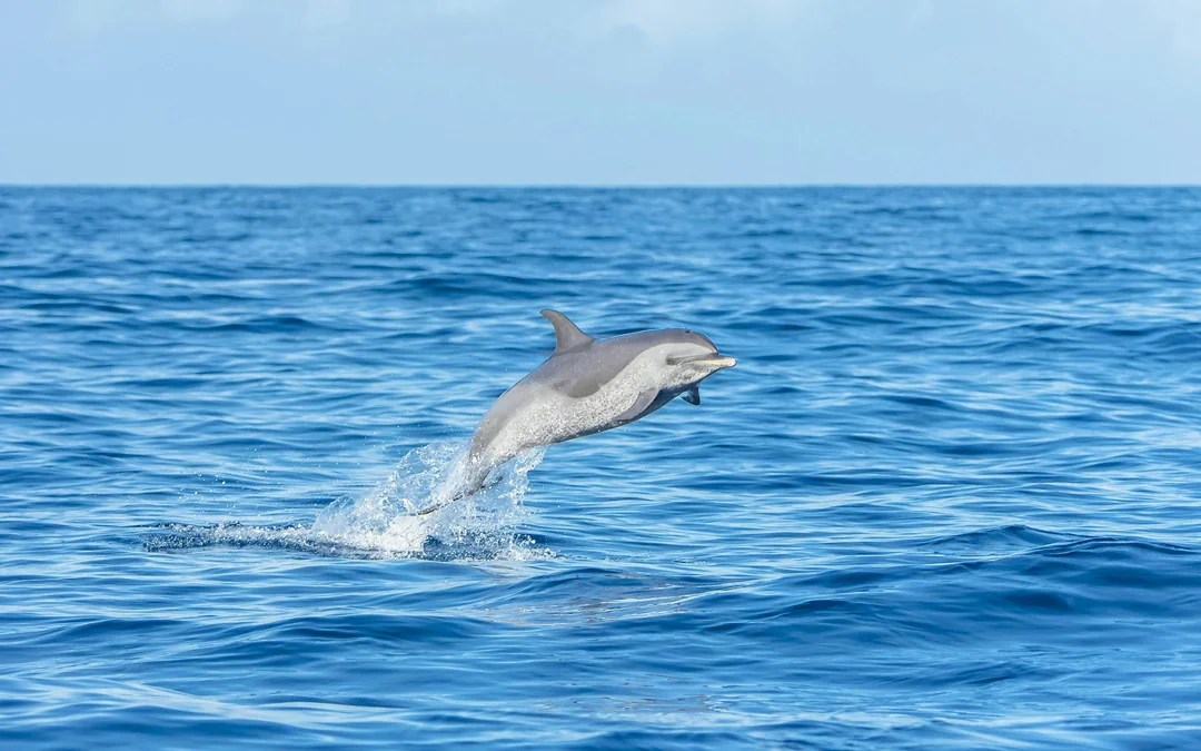 Calheta Shared Yacht Dolphin & Whale Watching Image 9
