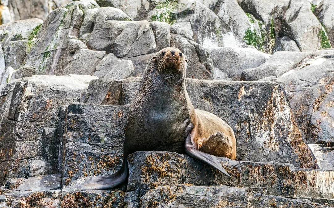 Cape Raoul Wilderness Cruise from Port Arthur Image 4