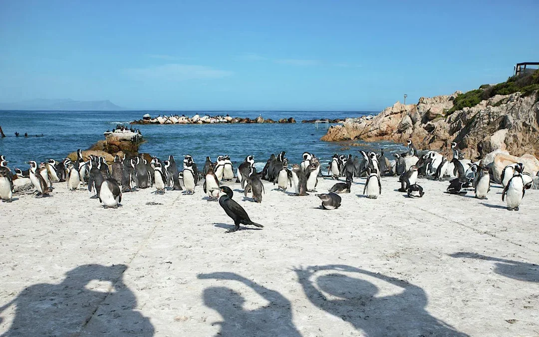 Cape Town: Full Day Peninsula Tour with Table Mountain, Cape Point and Penguins Image 5