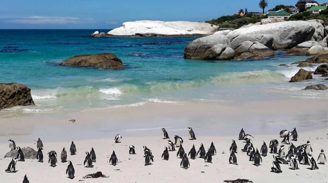 Cape Town Guided Cape Peninsula Tour with Cape Point Nature Reserve and Cape of Good Hope Image 4