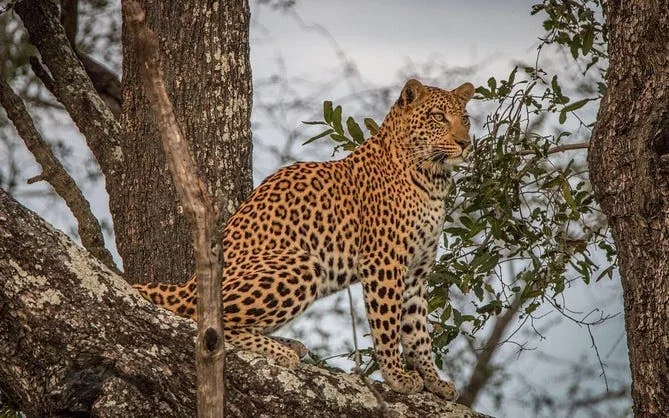 Cape Town Private Big-Five Safari Tour with Hotel Pickup and Fairview Wine & Cheese Tasting Image 2