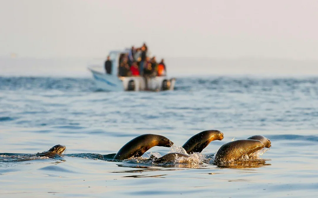 Cape Town: Private Full Day Tour with Table Mountain, Cape Point and City Highlights Image 9