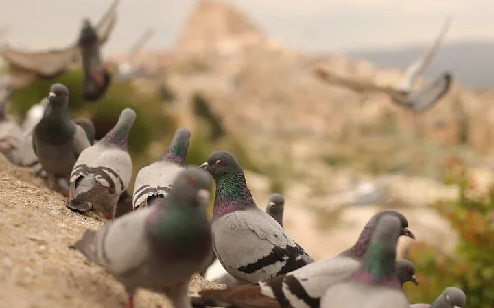 Cappadocia Private Guided Tour(Car&Licensed Guide) Image 10