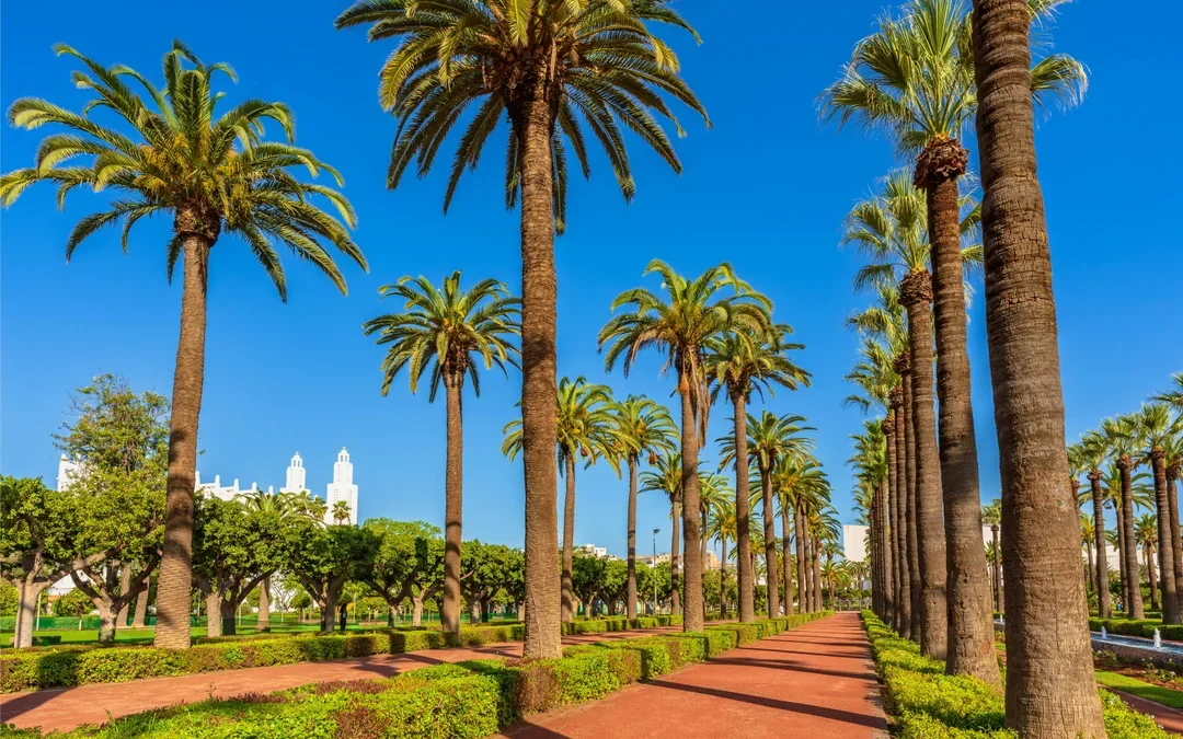 Casablanca City & Hassan II Mosque Half-Day Guided Tour Image 2