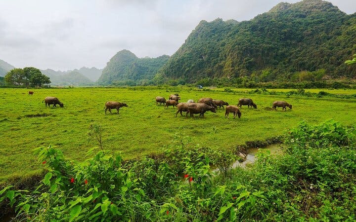 Cat Ba Navy Peak Trekking, Cycling, Bungalow Stay, and Lan Ha–Ha Long Bay Cruise with Meals Image 3
