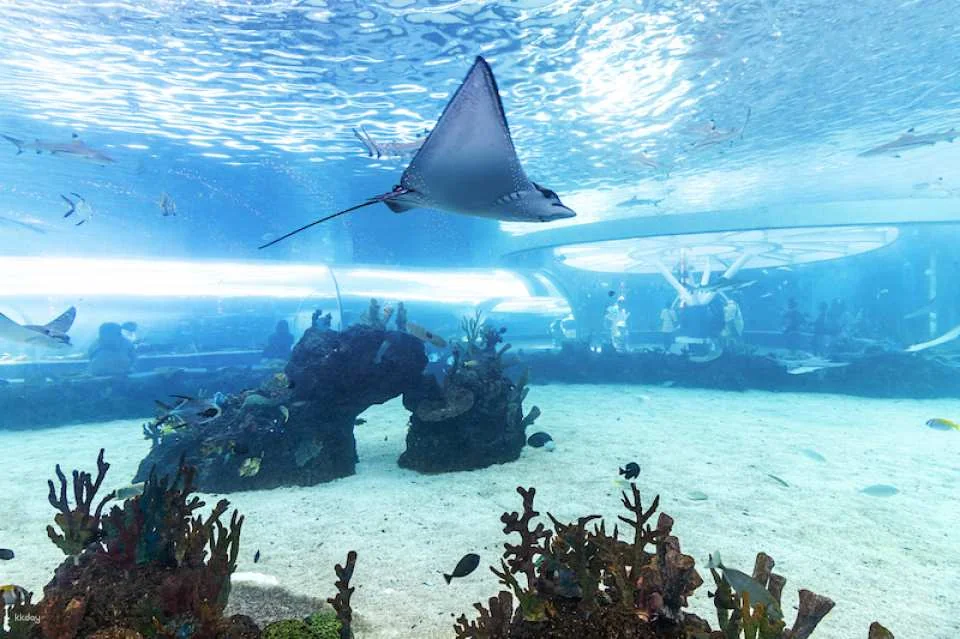 Cebu Ocean Park Admission Ticket | Philippines