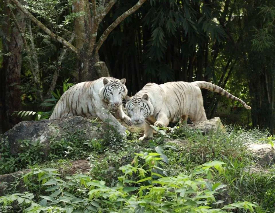 Cebu Safari and Adventure Park in Cebu | Philippines