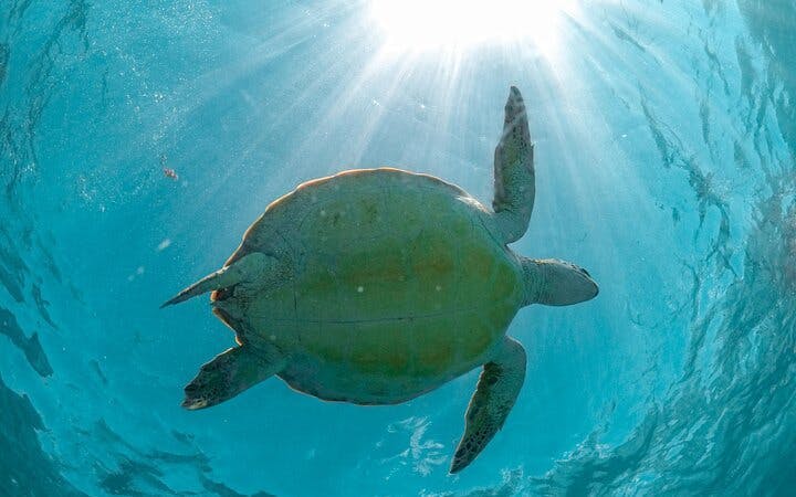 Cenote Cave Swim and Akumal Sea Turtle Snorkeling Small-Group Tour with Aquatic Guide Image 1