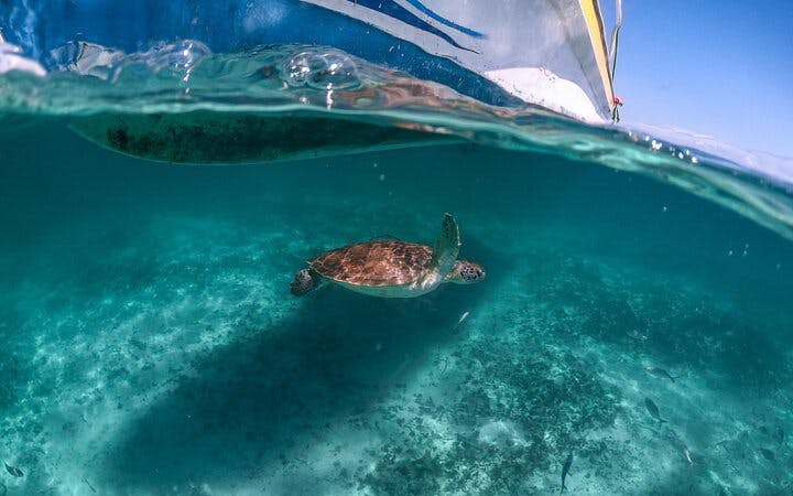 Cenote Cave Swim and Akumal Sea Turtle Snorkeling Small-Group Tour with Aquatic Guide Image 10