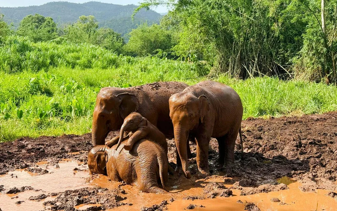Chiang Mai Elephant Sanctuary, Waterfall Hike & Bamboo Rafting Image 5