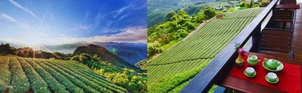 Chiayi Alishan FunPASS|Alishan x Sun Moon Lake Travel Package