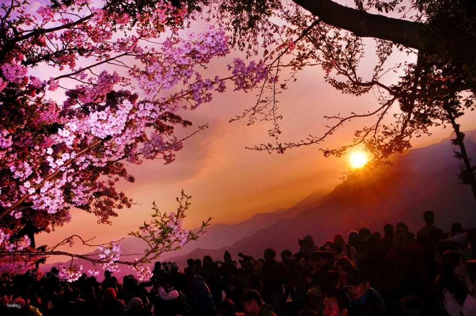 Chiayi Alishan National Forest Recreation Area Tickets & Packages