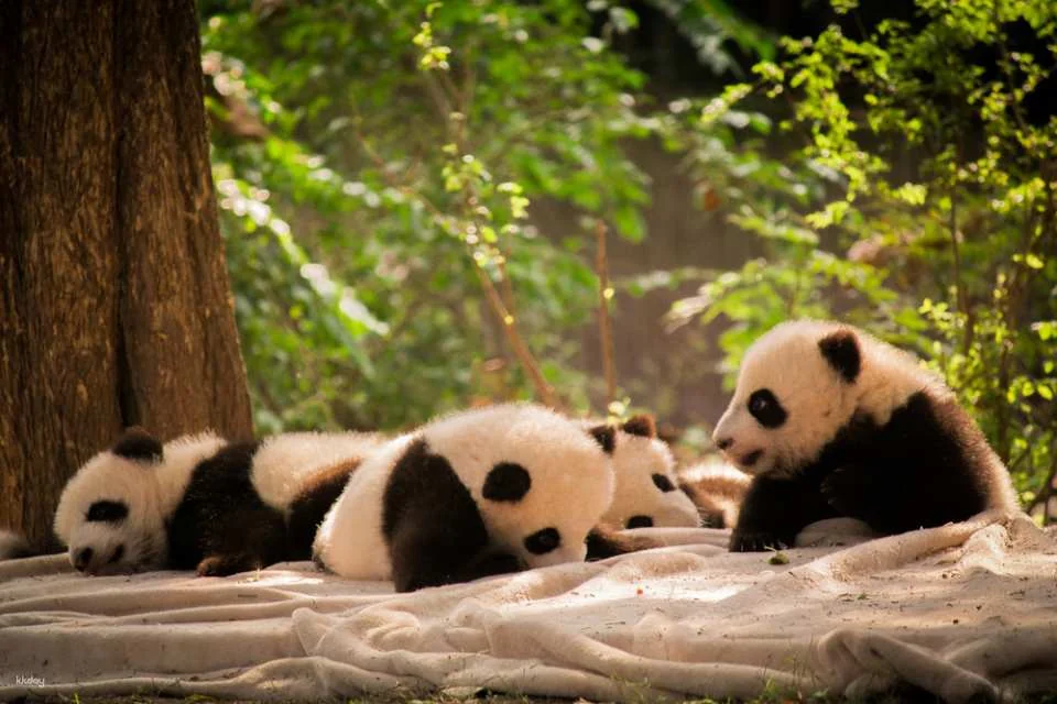 【China】Chengdu Research Base of Giant Panda Breeding