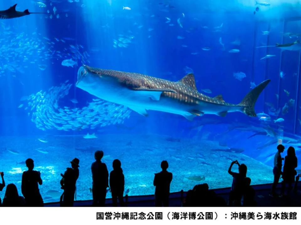 Okinawa | Churaumi Tokutoku 5 Pass / Okinawa Tokutoku 3 Pass | Instant Booking Confirmation