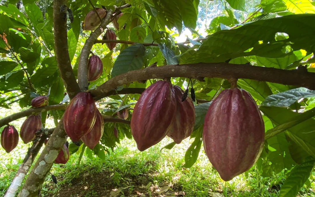 Coffee, Cacao, and Vanilla Organic Farm Tour with Animal Encounters and Farm-to-Table Lunch Image 4