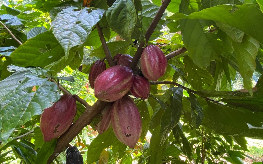 Coffee, Cacao, and Vanilla Organic Farm Tour with Animal Encounters and Farm-to-Table Lunch Image 5