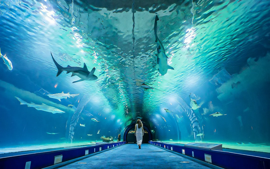Combo: Oceanogràfic + Science Museum + Hemisfèric Tickets Image 5