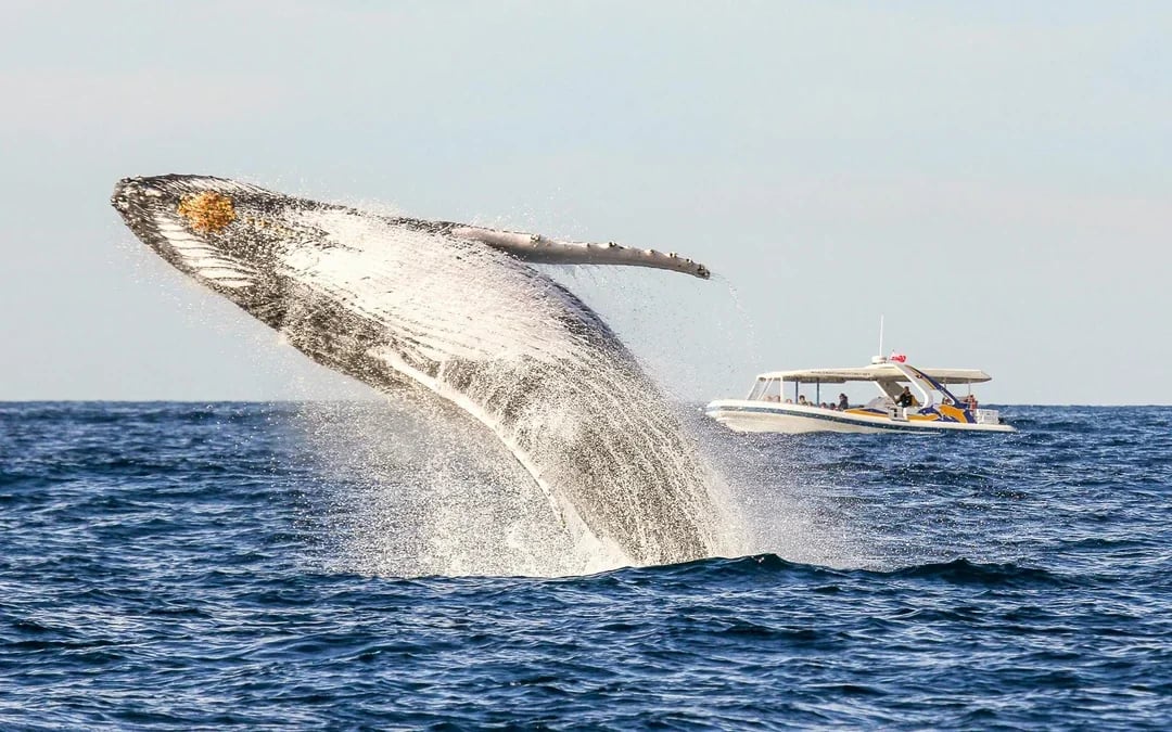 Combo [Save 4%]: Sydney Whale Watching Cruise + Taronga Zoo Tickets Image 7
