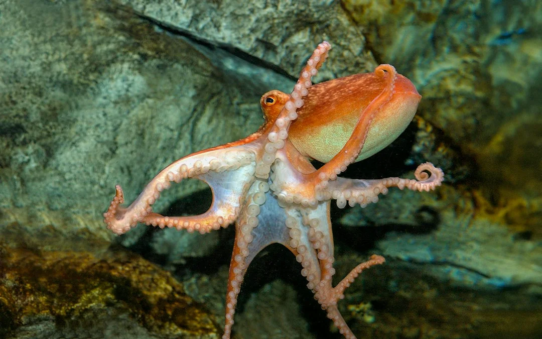 Combo (Save 43%): London Eye + Madame Tussauds London + SEA LIFE London Aquarium Tickets Image 12