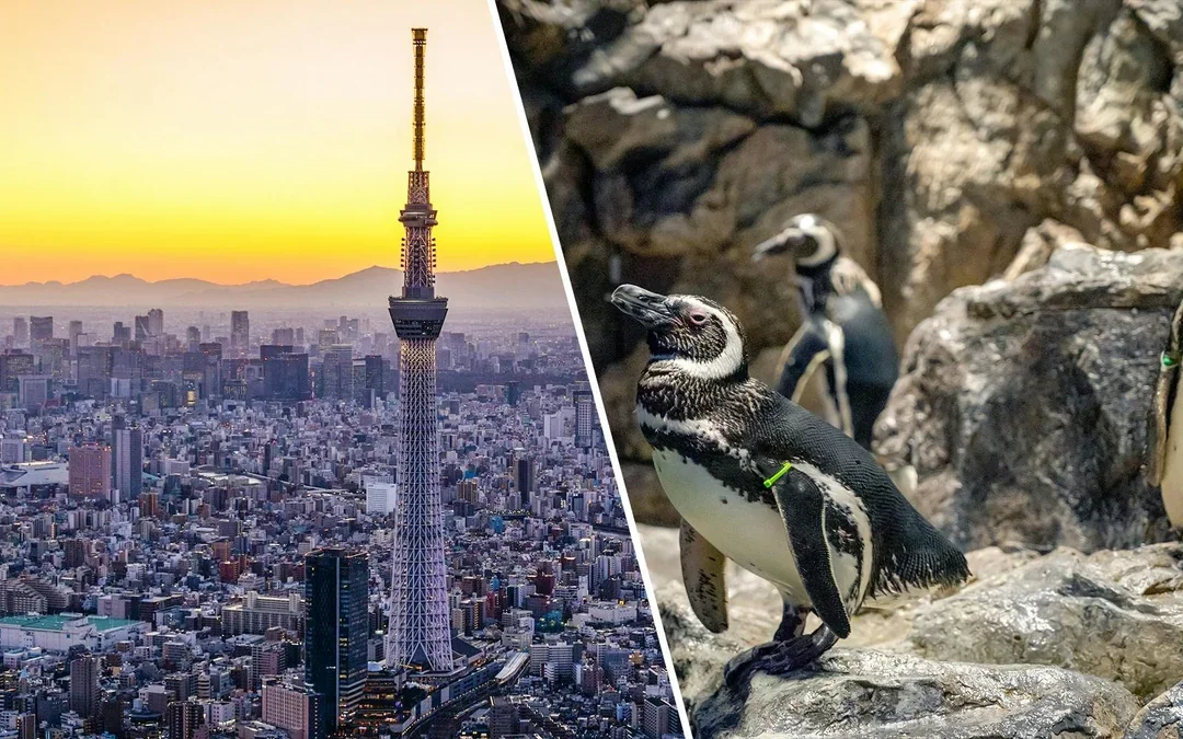 Combo: TOKYO SKYTREE + Sumida Aquarium Tickets Image 1