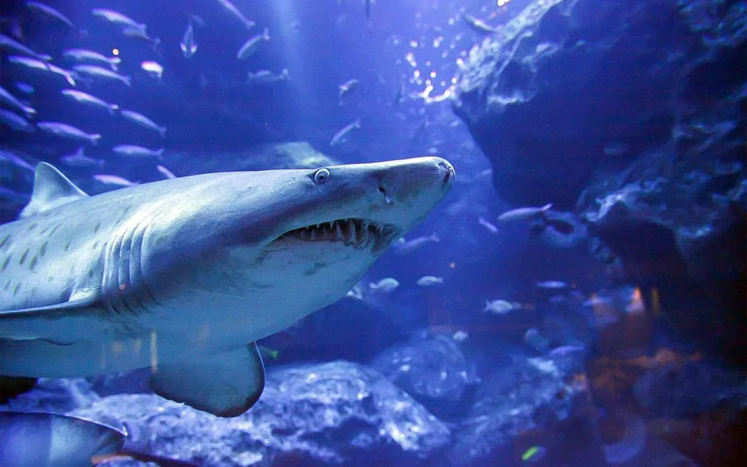 Combo: TOKYO SKYTREE + Sumida Aquarium Tickets Image 4