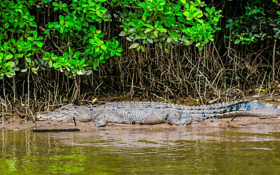 Daintree River Guided Crocodile & Wildlife Experience Cruise Image 2