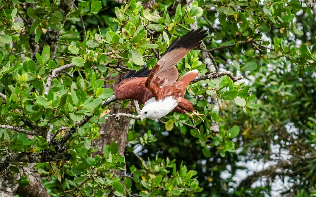 Daintree River Guided Crocodile & Wildlife Experience Cruise Image 3