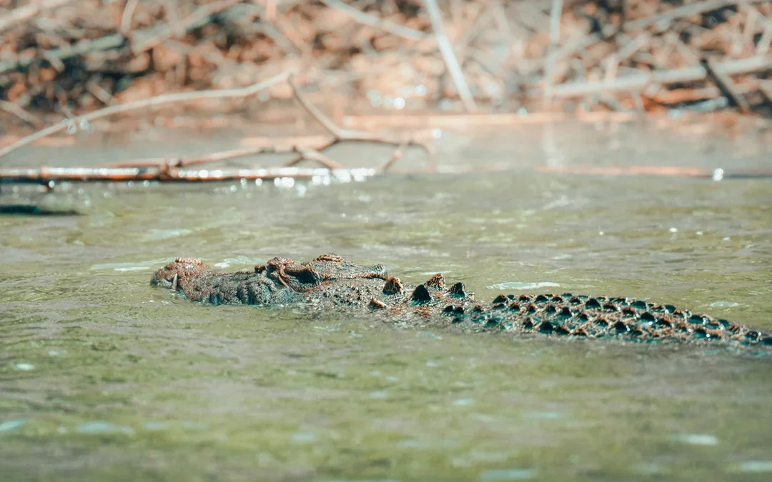 Daintree River Guided Crocodile & Wildlife Experience Cruise Image 4