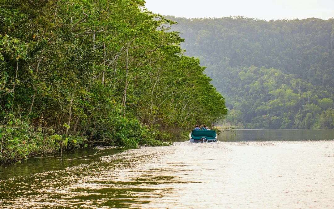 Daintree River Guided Crocodile & Wildlife Experience Cruise Image 5