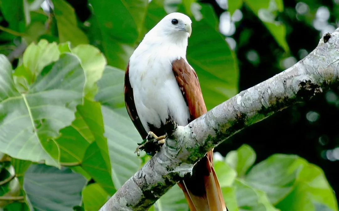 Daintree River Guided Crocodile & Wildlife Experience Cruise Image 9