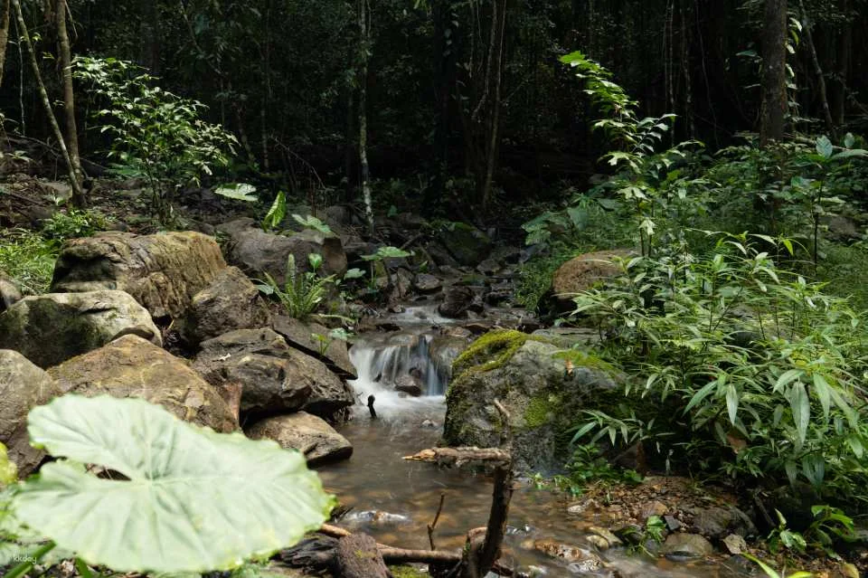 Dalat Elephant Mountain Pine Forest Ticket