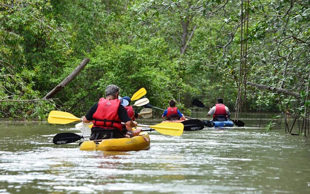 Damas Island Mangrove Estuary Kayak Tour with Lunch and Hotel Transfers from Manuel Antonio Image 1