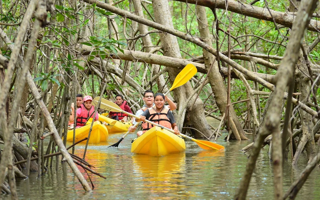 Damas Island Mangrove Estuary Kayak Tour with Lunch and Hotel Transfers from Manuel Antonio Image 3