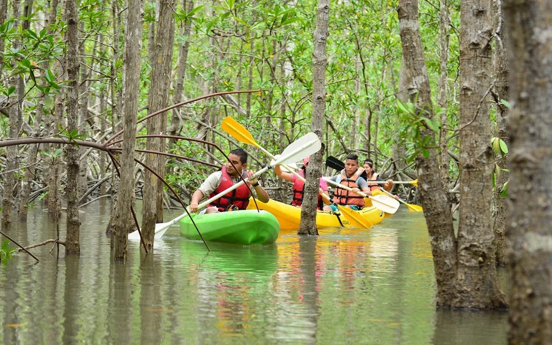 Damas Island Mangrove Estuary Kayak Tour with Lunch and Hotel Transfers from Manuel Antonio Image 4