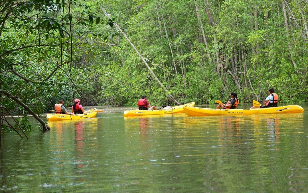 Damas Island Mangrove Estuary Kayak Tour with Lunch and Hotel Transfers from Manuel Antonio Image 5