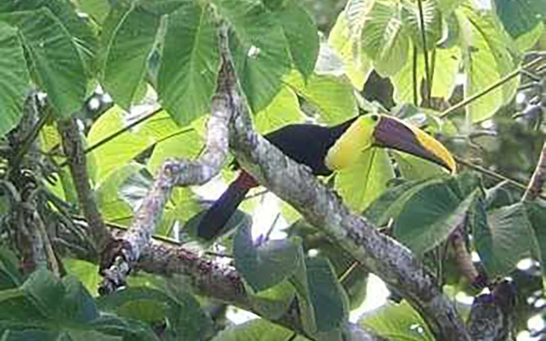Damas Island Mangrove Estuary Kayak Tour with Lunch and Hotel Transfers from Manuel Antonio Image 10