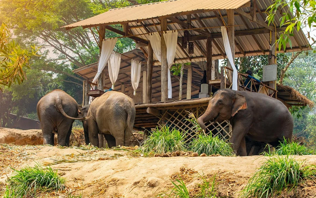 Damnoen Saduak Floating Market & Bangkok Elephant Camp Full-Day Guided Tour Image 3