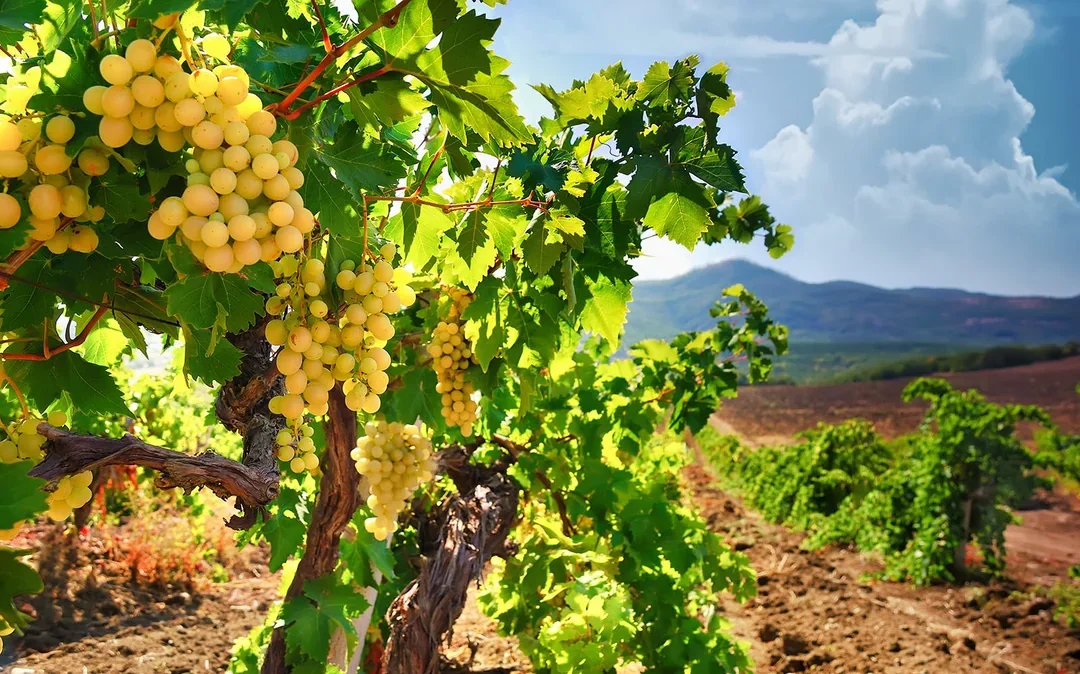 Day Trip to Champagne Region from Paris including Moët Chandon, Hautvillers and a Family Winery Image 5