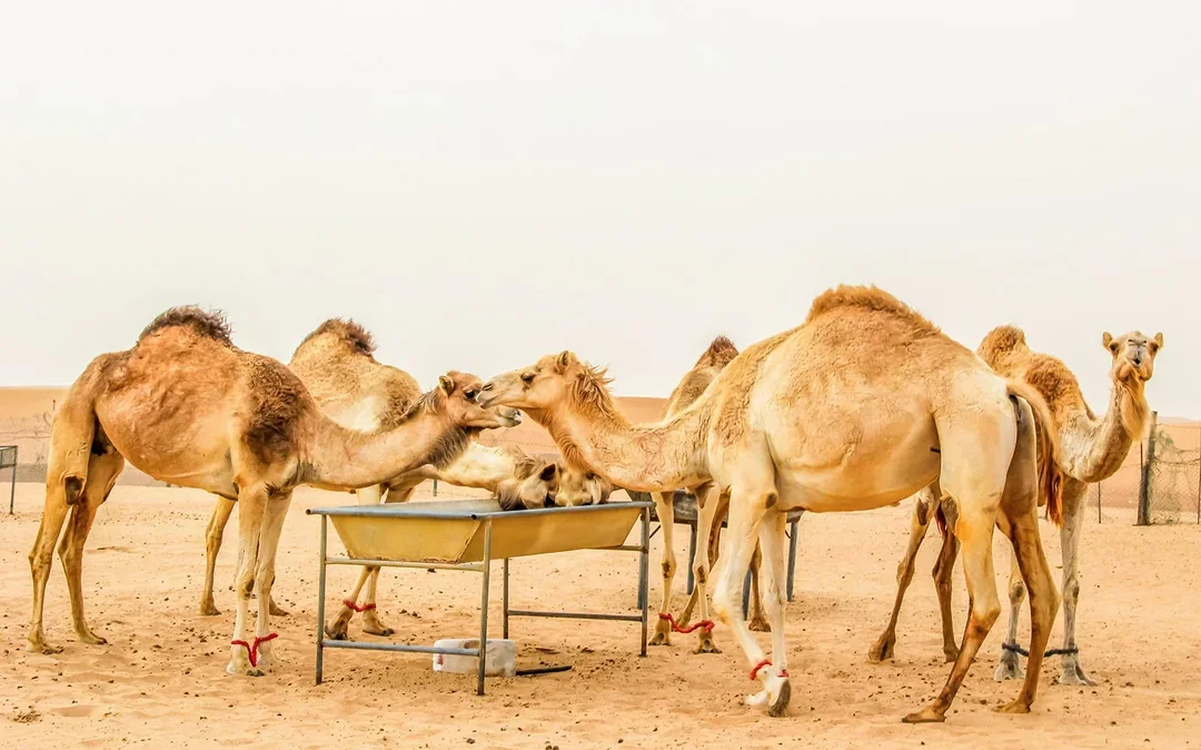 Desert Wonder: Evening Safari, Camel Farm Visit & BBQ Dinner Image 2