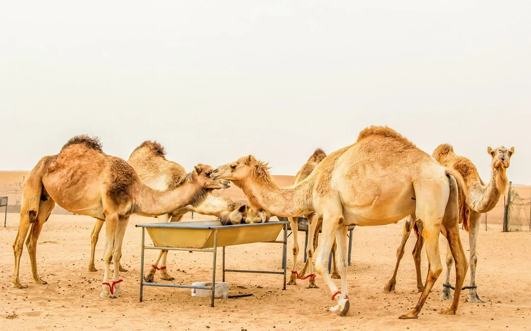 Desert Wonder: Evening Safari, Camel Farm Visit & BBQ Dinner Image 2