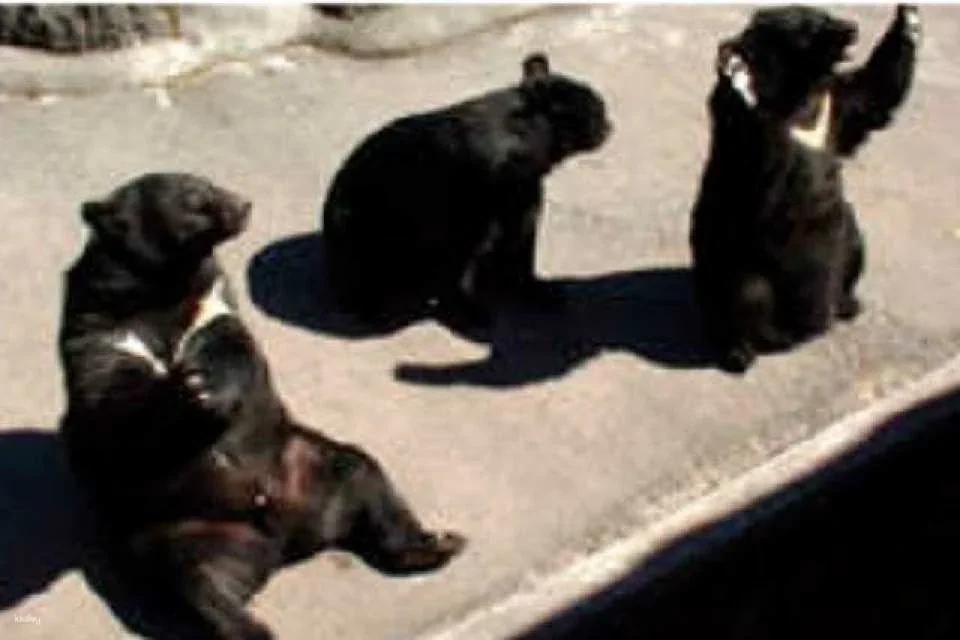 [Discounted rate] Okuhida Bear Ranch admission ticket + bear food bonus (Theme park, Takayama City, Gifu Prefecture)