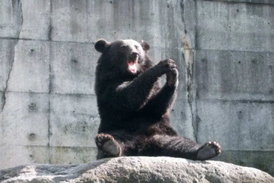 [Discounted rate] Okuhida Bear Ranch admission ticket + bear food bonus (Theme park, Takayama City, Gifu Prefecture)