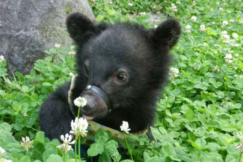 [Discounted rate] Okuhida Bear Ranch admission ticket + bear food bonus (Theme park, Takayama City, Gifu Prefecture)