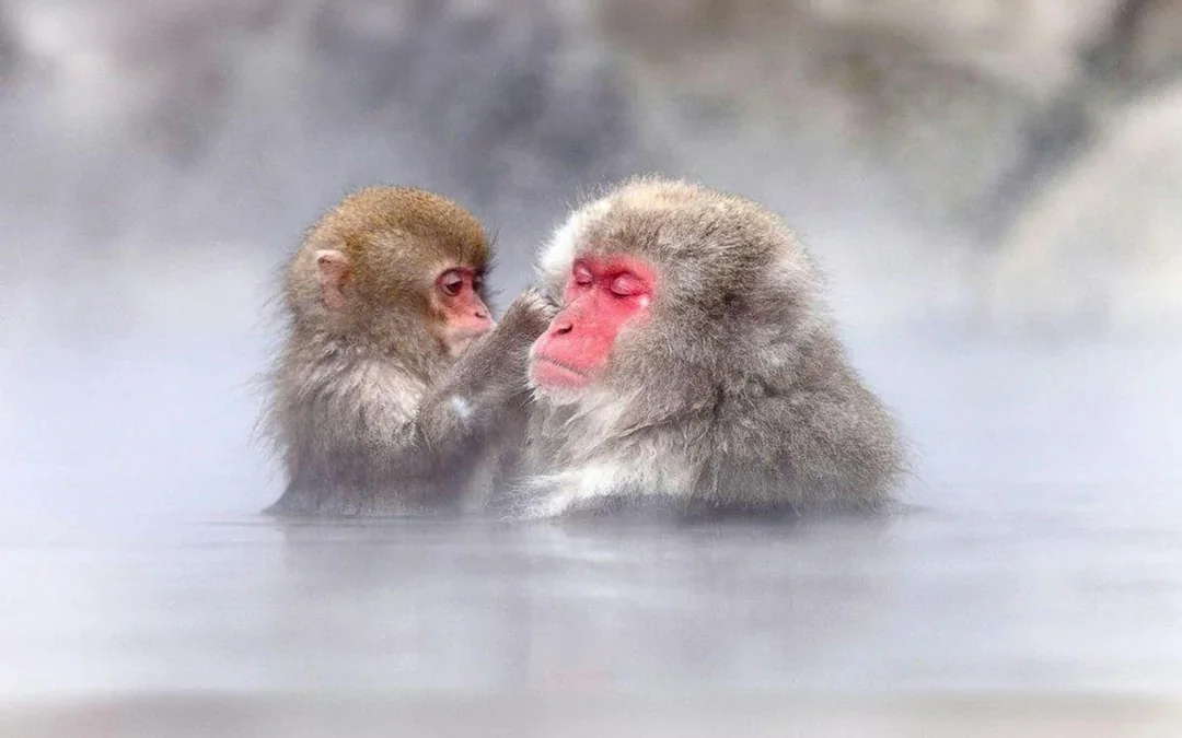 Discover Nagano: Zenko-ji, Sake Brewery & Snow Monkey Park Guided Tour Image 9