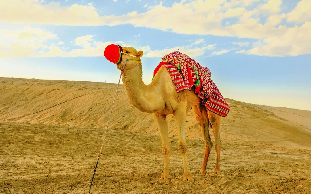 Doha Desert Safari with Camel Ride: Dune Bashing, Sandboarding & Inland Sea Visit Image 5