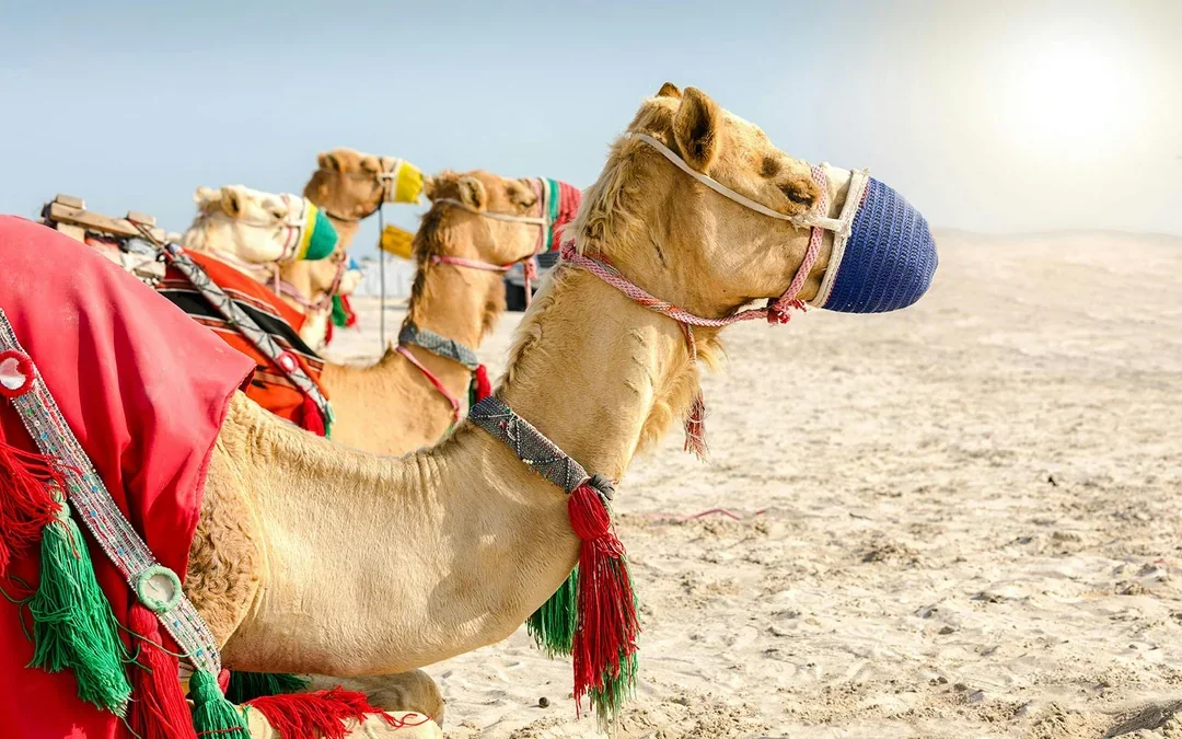 Doha Desert Safari with Camel Ride: Dune Bashing, Sandboarding & Inland Sea Visit Image 8