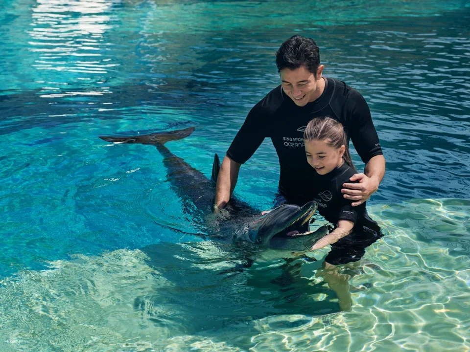 Dolphin Moments at Resorts World Sentosa: Meet Indo-Pacific Bottlenose Dolphins | Singapore