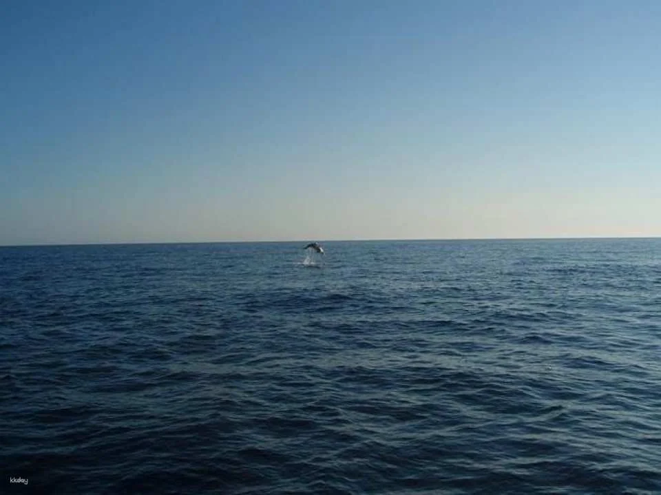 Dolphin watching cruise with transfer by Mayurca Yachting