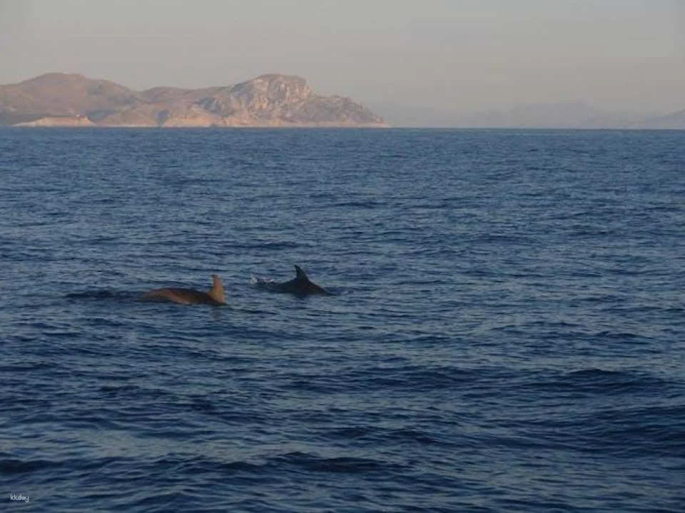 Dolphin watching cruise with transfer by Mayurca Yachting